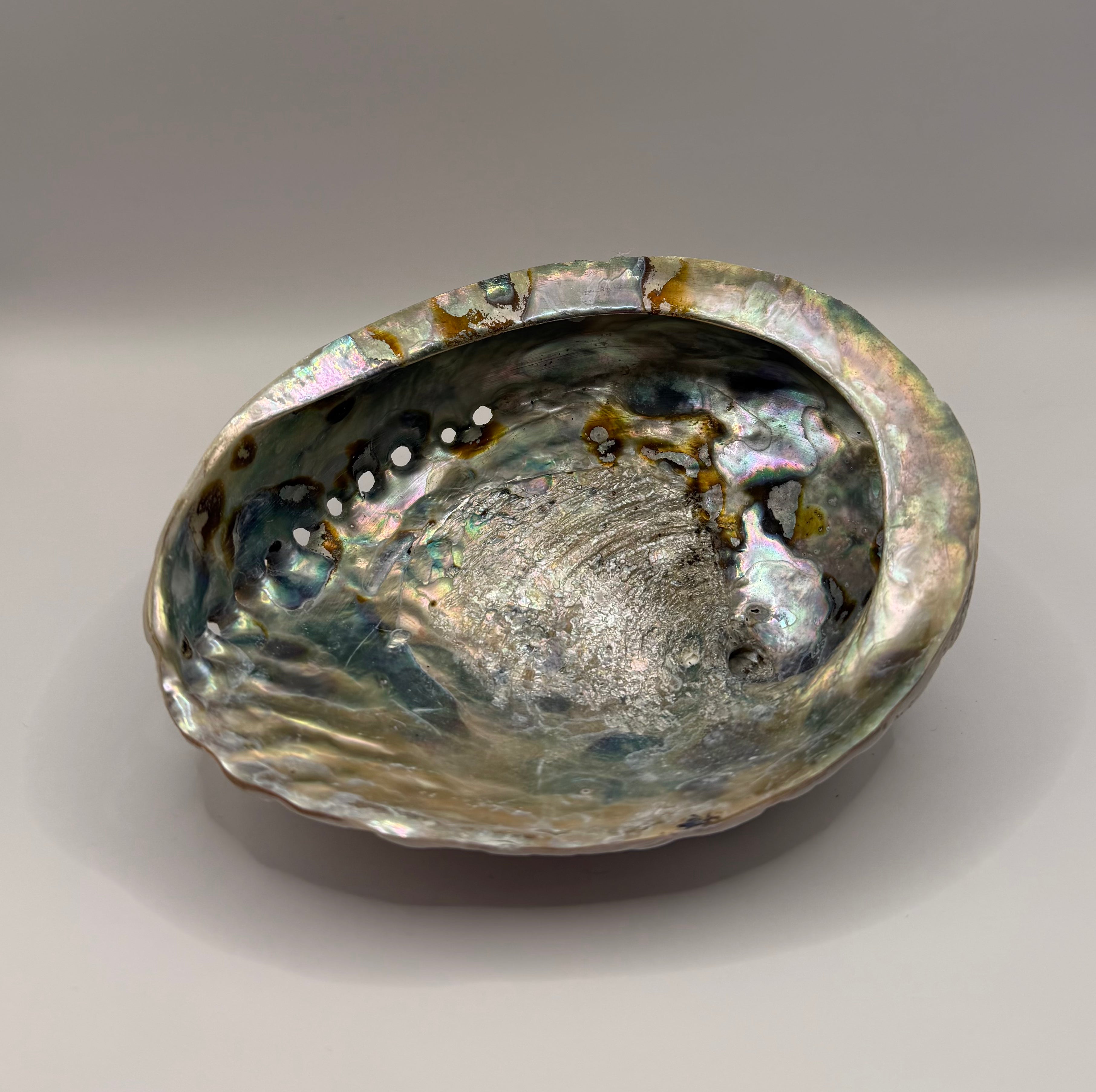 Abalonemuschel 15-16cm