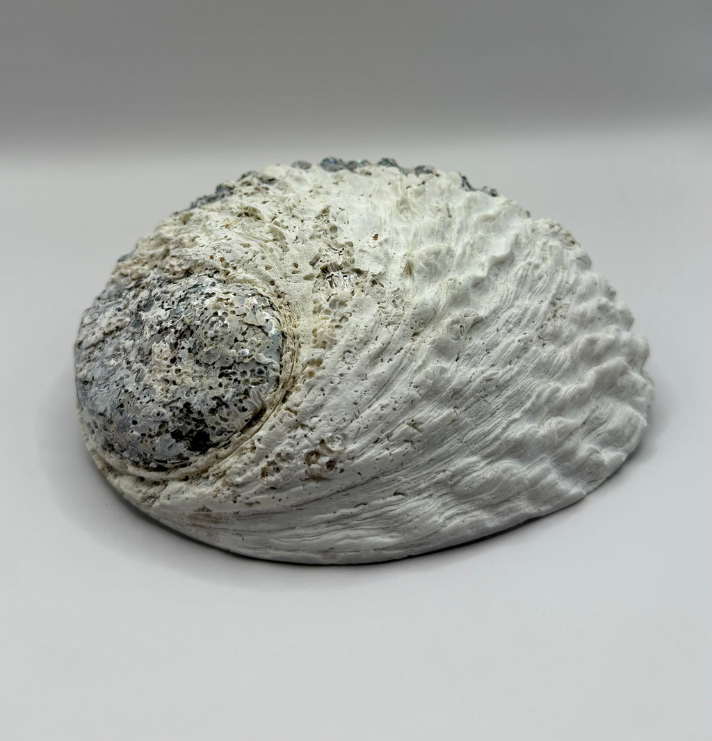 Abalonemuschel 15-16cm